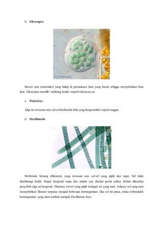 b. Gleocapsa
Bersel satu (uniseluler) yang hidup di permukaan batu yang basah sehigga menyebabkan batu
licin. Gleocapsa memilki selubung lender seperti chroococcus.
c. Polycistys
Alga ini tersusun atas sel-sel berbentuk bola yang bergerombol seperti anggur.
d. Oscillatoria
Berbentuk benang (filament), yang tersusun atas sel-sel yang pipih dan rapat. Sel tidak
diselubungi lendir. Dapat bergerak maju dan mndur yan disebut gerak osilasi. Belum diketahui
penyebab alga ini bergerak. Diantara sel-sel yang pipih terdapat sel yang mati. Adanya sel yang mati
menyebabkan filamen terputus menjadi beberapa hormogonium. Jika sel ini putus, maka terbetuklah
hormogonium yang akan tumbuh menjadi Oscillatoria baru.
 