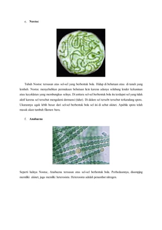 e. Nostoc
Tubuh Nostoc tersusun atas sel-sel yang berbentuk bola. Hidup di bebatuan atau di tanah yang
lembab. Nostoc menyebabkan permukaan bebatuan licin karena adanya selubung lender kekuninan
atau kecoklatan yang membungkus selnya. Di anttara sel-sel berbentuk bola itu terdapat sel yang tidak
aktif karena sel tersebut mengalami dormansi (tidur). Di dalam sel tersebt tersebut terkandung spora.
Ukurannya agak lebih besar dari sel-sel berbentuk bola sel ini di sebut akinet. Apabila spora telah
masak akan tumbuh filamen baru.
f. Anabaena
Seperti halnya Nostoc, Anabaena tersusun atas sel-sel berbentuk bola. Perbedaannya, disampjng
memiliki akinet, juga memilki heterosista. Heterosista adalah penambat nitrogen.
 