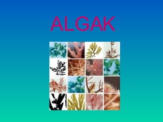 ALGAK 