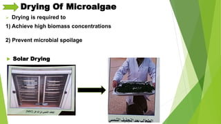 Algal biodiesel | PPTX