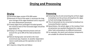 Algal Biofuel Production | PPTX