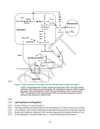CO2                    Glc6P

               Starch
                           AGPPase                                        Central
        Starch synthase              Glc6P                3-PGA                       3-PGA
                        Amylases                                          Metabolic
                                                                                                   Mitochondria
                                                         Pyruvate
                                                         PDH            COPathway
                                                                          2
                                                                                      Pyruvate      Oxaloacetate
                                                           Acetyl-CoA
         Chloroplast
                                                     ACCase                                          TCA cycle
                                                                                      Acetyl-CoA
                                                     KAS I
                                                     KAS II
                 Glycolipids                         SAD

                           Galactolipase?                  C16-C18 CoA




                                                         Phosphatidic acid

           GDAT?
                                                                                      ER
                             Diacylglycerol (DAG)
                                               Acetyl-
                                                                Phospholipids
                                               CoA
                                             DAGT        PDAT?



                                   Triacylglycerol

                                   (Neutral lipids)
                                     Lipid Body
1268
       Figure 1: Major pathways for the fatty acid and TAG synthesis in plants and algae
               3-PGA: 3-phosphoglycerate; Accase: acetyl CoA carboxylase; ACP: acyl carrier protein;
               AGPPase: ADP glucose pyrophosphorylase; ER: Endoplasmic reticulum; GDAT: putative
               glycolipids: DAG acyltransferase; Glc6P: glucose-6-phosphate; KAS: 3-ketoacyl-ACP;
               PDAT: Phospholipids: DAG acyltransferase; PDH: pyruvate dehydrogenase (putative
               pathways were proposed in dashed lines).

1269
1270   Lipid Synthesis and Regulation
1271   Primary Pathway for Lipid Synthesis
1272   The major pathway (Kennedy Pathway) for the formation of TAG involves de novo fatty
1273   acid synthesis in the stroma of plastids and subsequent incorporation of the fatty acid into
1274   the glycerol backbone, leading to TAG via three sequential acyl transfers from acyl CoA
1275   in the endoplasmic reticulum (ER) (Fig. 1). At the biochemical level, however,


                                                                         24
 