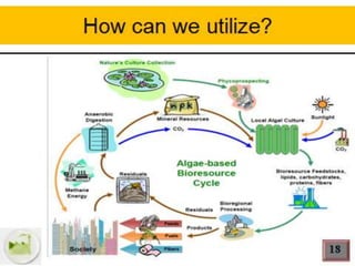 Algal biotechnology Biotechnological approaches for production of ...