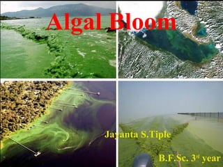 Jayanta S.Tiple
B.F.Sc. 3rd
year
Algal Bloom
 