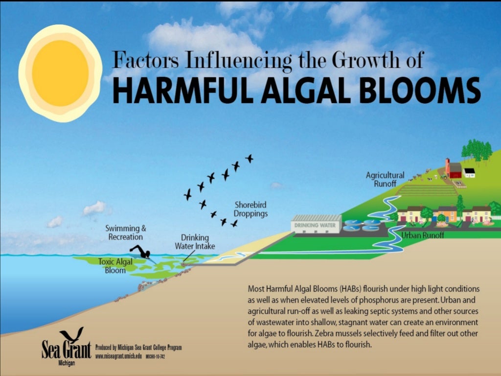 Algal bloom