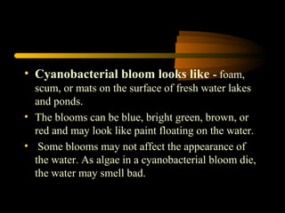 Algal bloom cof2012 | PPT