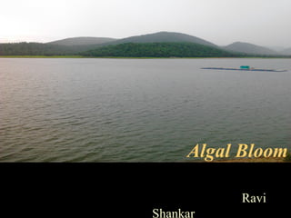 Algal Bloom

          Ravi
Shankar
 