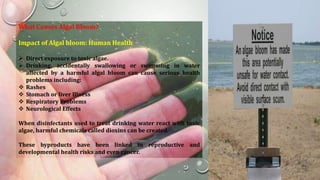 Algal bloom & thier control | PPTX