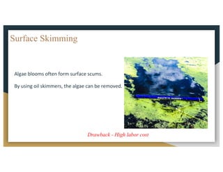 Surface Skimming
Algae	blooms	often	form	surface	scums.
By	using	oil	skimmers,	the	algae	can	be	removed.	
Drawback - High labor cost
 