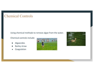 Chemical Controls
Using	chemical	methods	to	remove	algae	from	the	water.
Chemical	controls	include:
● Algaecides
● Barley	straw
● Coagulation
 