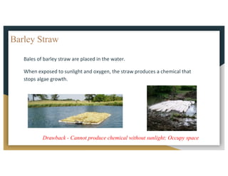 Barley Straw
Bales	of	barley	straw	are	placed	in	the	water.
When	exposed	to	sunlight	and	oxygen,	the	straw	produces	a	chemical	that	
stops	algae	growth.
Drawback - Cannot produce chemical without sunlight; Occupy space
 