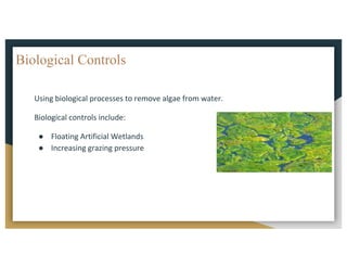 Biological Controls
Using	biological	processes	to	remove	algae	from	water.
Biological	controls	include:
● Floating	Artificial	Wetlands
● Increasing	grazing	pressure
 