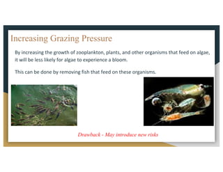 Increasing Grazing Pressure
By	increasing	the	growth	of	zooplankton,	plants,	and	other	organisms	that	feed	on	algae,	
it	will	be	less	likely	for	algae	to	experience	a	bloom.		
This	can	be	done	by	removing	fish	that	feed	on	these	organisms.
Drawback - May introduce new risks
 