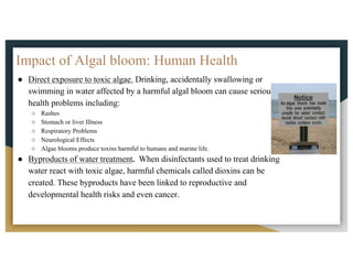 Impact of Algal bloom: Human Health
● Direct exposure to toxic algae. Drinking, accidentally swallowing or
swimming in water affected by a harmful algal bloom can cause serious
health problems including:
○ Rashes
○ Stomach or liver Illness
○ Respiratory Problems
○ Neurological Effects
○ Algae blooms produce toxins harmful to humans and marine life.
● Byproducts of water treatment. When disinfectants used to treat drinking
water react with toxic algae, harmful chemicals called dioxins can be
created. These byproducts have been linked to reproductive and
developmental health risks and even cancer.
 