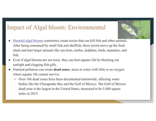 Impact of Algal bloom: Environmental
● Harmful algal blooms sometimes create toxins that can kill fish and other animals.
After being consumed by small fish and shellfish, these toxins move up the food
chain and hurt larger animals like sea lions, turtles, dolphins, birds, manatees, and
fish.
● Even if algal blooms are not toxic, they can hurt aquatic life by blocking out
sunlight and clogging fish gills.
● Nutrient pollution can create dead zones, areas in water with little or no oxygen
where aquatic life cannot survive.
○ Over 166 dead zones have been documented nationwide, affecting water
bodies like the Chesapeake Bay and the Gulf of Mexico. The Gulf of Mexico
dead zone is the largest in the United States, measured to be 5,840 square
miles in 2013.
 