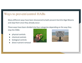 Ways to prevent/control HABs
Many	different	ways	have	been	discovered	to	both	prevent	Harmful	Algal	Blooms	
and	stop	them	once	they	already	occur.		
These	ways	have	been	divided	into	four	categories	depending	on	the	way	they	
stop	the	HABs:		
● physical	controls
● chemical	controls	
● biological	controls	
● direct	nutrient	removal	
 