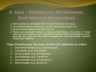 Classification of Algae