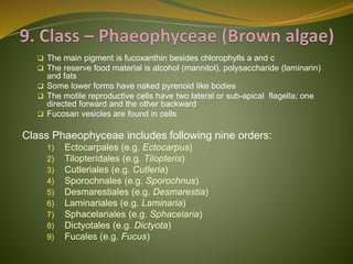 Classification of Algae