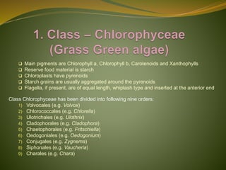 Classification of Algae