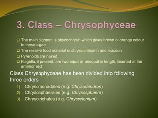 Classification of Algae
