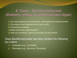 Classification of Algae