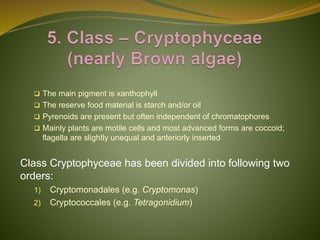 Classification of Algae