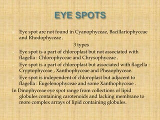  Eye spot are not found in Cyanophyceae, Bacillariophyceae
and Rhodophyceae .
3 types
 Eye spot is a part of chloroplast...