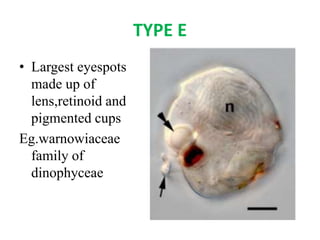 TYPE E
• Largest eyespots
made up of
lens,retinoid and
pigmented cups
Eg.warnowiaceae
family of
dinophyceae
 