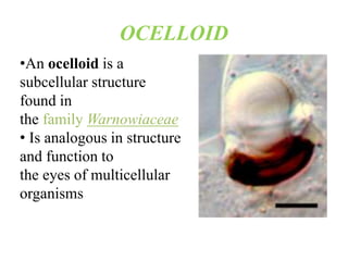 OCELLOID
•An ocelloid is a
subcellular structure
found in
the family Warnowiaceae
• Is analogous in structure
and function to
the eyes of multicellular
organisms
 