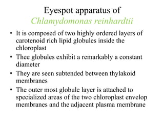 Eyespot apparatus of
Chlamydomonas reinhardtii
• It is composed of two highly ordered layers of
carotenoid rich lipid globules inside the
chloroplast
• Thee globules exhibit a remarkably a constant
diameter
• They are seen subtended between thylakoid
membranes
• The outer most globule layer is attached to
specialized areas of the two chloroplast envelop
membranes and the adjacent plasma membrane
 