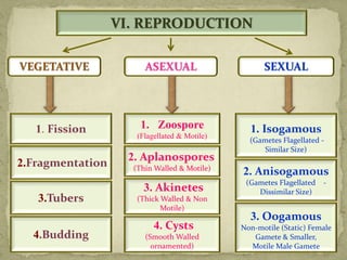 Eye Spot:
2. Anisogamous
(Gametes Flagellated -
Dissimilar Size)
1. Isogamous
(Gametes Flagellated -
Similar Size)
3. Oogamous
Non-motile (Static) Female
Gamete & Smaller,
Motile Male Gamete
2. Aplanospores
(Thin Walled & Motile)
1. Zoospore
(Flagellated & Motile)
3. Akinetes
(Thick Walled & Non
Motile)
1. Fission
2.Fragmentation
3.Tubers
4.Budding
VI. REPRODUCTION
VEGETATIVE ASEXUAL SEXUAL
4. Cysts
(Smooth Walled
ornamented)
 