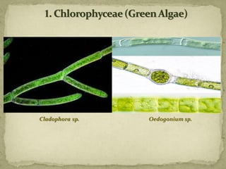 Cladophora sp. Oedogonium sp.
 