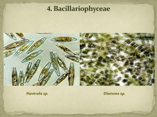 Navicula sp. Diatoms sp.
 