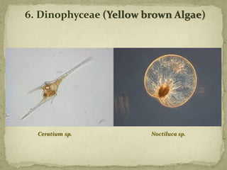 6. Dinophyceae (Yellow brown Algae)
Ceratium sp. Noctiluca sp.
 