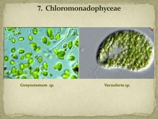 Vacuolaria sp.Gonyostomum sp.
 