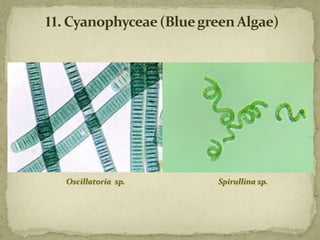 Oscillatoria sp. Spirullina sp.
 