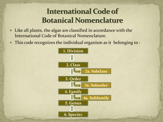  Like all plants, the algae are classified in accordance with the
International Code of Botanical Nomenclature.
 This code recognizes the individual organism as it belonging to :
1. Division
2. Class
3. Order
4. Family
5. Genus
6. Species
2a. Subclass
3a. Suborder
4a. Subfamily
 