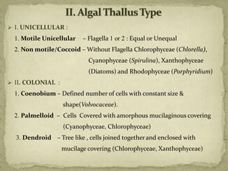 ➢ I. UNICELLULAR :
1. Motile Unicellular – Flagella 1 or 2 : Equal or Unequal
2. Non motile/Coccoid – Without Flagella Chlorophyceae (Chlorella),
Cyanophyceae (Spirulina), Xanthophyceae
(Diatoms) and Rhodophyceae (Porphyridium)
➢ II. COLONIAL :
1. Coenobium – Defined number of cells with constant size &
shape(Volvocaceae).
2. Palmelloid – Cells Covered with amorphous mucilaginous covering
(Cyanophyceae, Chlorophyceae)
3. Dendroid – Tree like , cells joined together and enclosed with
mucilage covering (Chlorophyceae, Xanthophyceae)
 