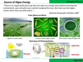 Biological Process
DATA COLLECTIONAlgae fuel
Source of Algae Energy
“There is no magic-bullet fuel crop that can solve our energy woes without harming the
environment, says virtually every scientist studying the issue. But most say that algae…
comes closer than any other plant…”
National Geographic October, 2007
From Macro to Micro
Microscopic Image Of Algae CellA closer look to algae sampleAlgae on a water body
Overview of Photosynthesis
Light Rxn
Dark RxnEthanol
 