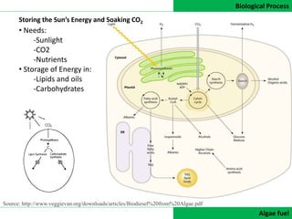 Biological Process
DATA COLLECTIONAlgae fuel
Source: http://www.veggievan.org/downloads/articles/Biodiesel%20from%20Algae.pdf
• Needs:
-Sunlight
-CO2
-Nutrients
• Storage of Energy in:
-Lipids and oils
-Carbohydrates
Storing the Sun’s Energy and Soaking CO2
 