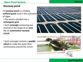 Methods
DATA COLLECTION
Open Pond System
Algal Production
Open Pond System
Raceway pond.
•A raceway pond is a shallow
artificial pond used in the cultivation
of algae.
• The pond is divided into a
rectangular grid.
• Each rectangle containing one
channel in the shape of an oval,
like an automotive raceway
circuit.
• Each rectangle contains a paddle
wheel to make the water flow
continuously around the circuit.
 