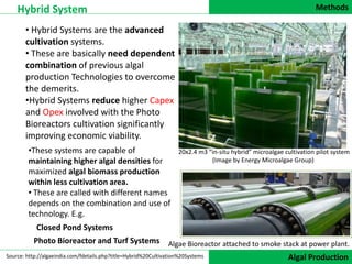 Methods
DATA COLLECTION
Hybrid System
Algal Production
• Hybrid Systems are the advanced
cultivation systems.
• These are basically need dependent
combination of previous algal
production Technologies to overcome
the demerits.
•Hybrid Systems reduce higher Capex
and Opex involved with the Photo
Bioreactors cultivation significantly
improving economic viability.
Algae Bioreactor attached to smoke stack at power plant.
•These systems are capable of
maintaining higher algal densities for
maximized algal biomass production
within less cultivation area.
• These are called with different names
depends on the combination and use of
technology. E.g.
20x2.4 m3 “in-situ hybrid” microalgae cultivation pilot system
(Image by Energy Microalgae Group)
Closed Pond Systems
Photo Bioreactor and Turf Systems
Source: http://algaeindia.com/fdetails.php?title=Hybrid%20Cultivation%20Systems
 