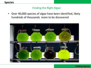 DATA COLLECTION
Species
Yielding Species
Finding the Right Algae
• Over 40,000 species of algae have been identified, likely
hundreds of thousands more to be discovered
 