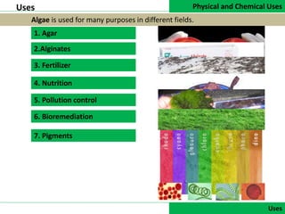 Physical and Chemical Uses
DATA COLLECTION
Uses
Uses
Algae is used for many purposes in different fields.
1. Agar
2.Alginates
3. Fertilizer
4. Nutrition
5. Pollution control
6. Bioremediation
7. Pigments
 