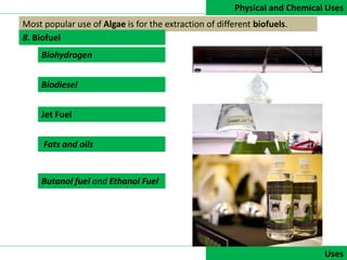 Physical and Chemical Uses
DATA COLLECTIONUses
Most popular use of Algae is for the extraction of different biofuels.
Biohydrogen
Biodiesel
Jet Fuel
Fats and oils
Butanol fuel and Ethanol Fuel
8. Biofuel
 