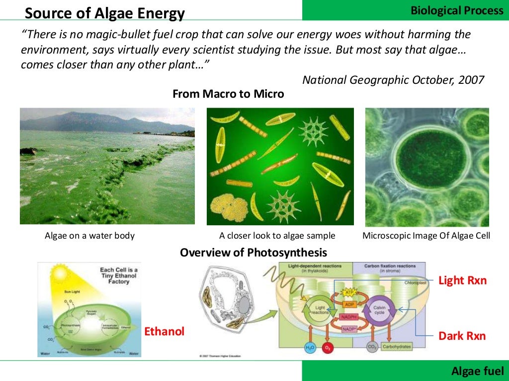 Algal Production for Biofuel