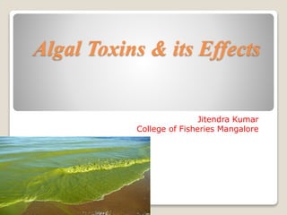 Algal Toxins & its Effects
Jitendra Kumar
College of Fisheries Mangalore
 