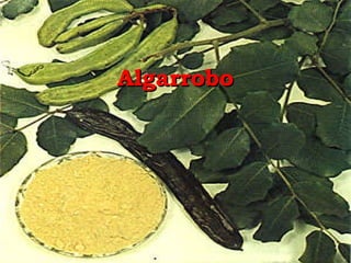 Algarrobo 