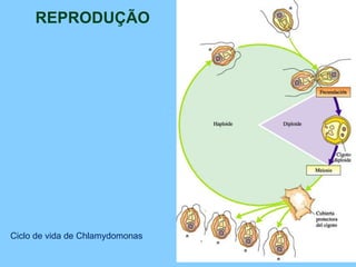 REPRODUÇÃO Ciclo de vida de Chlamydomonas 