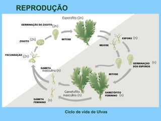 REPRODUÇÃO Ciclo de vida de Ulvas 